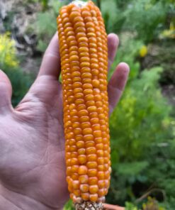 Semilla Maiz Colorado