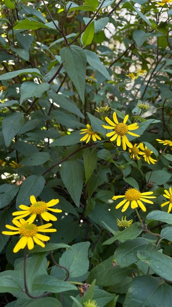 Semilla Palo Negro Semilla Palo Negro