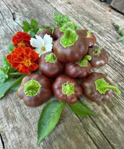 Semilla Pimiento Mini Bell