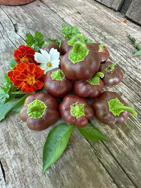 Semilla Pimiento Mini Bell Semilla Pimiento Mini Bell