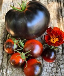 Semilla Tomate Bocadito Nocturno