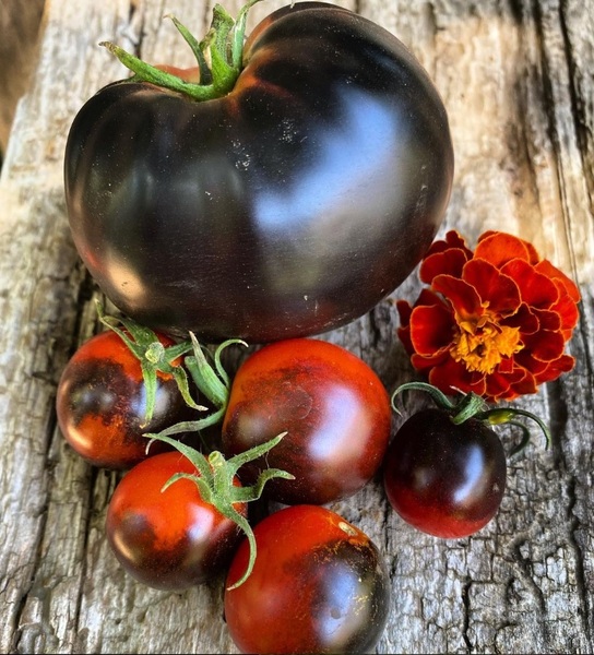Semilla Tomate Bocadito Nocturno Semilla Tomate Bocadito Nocturno