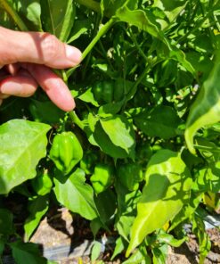 Semilla Aji Habanero Aji Habanero 1