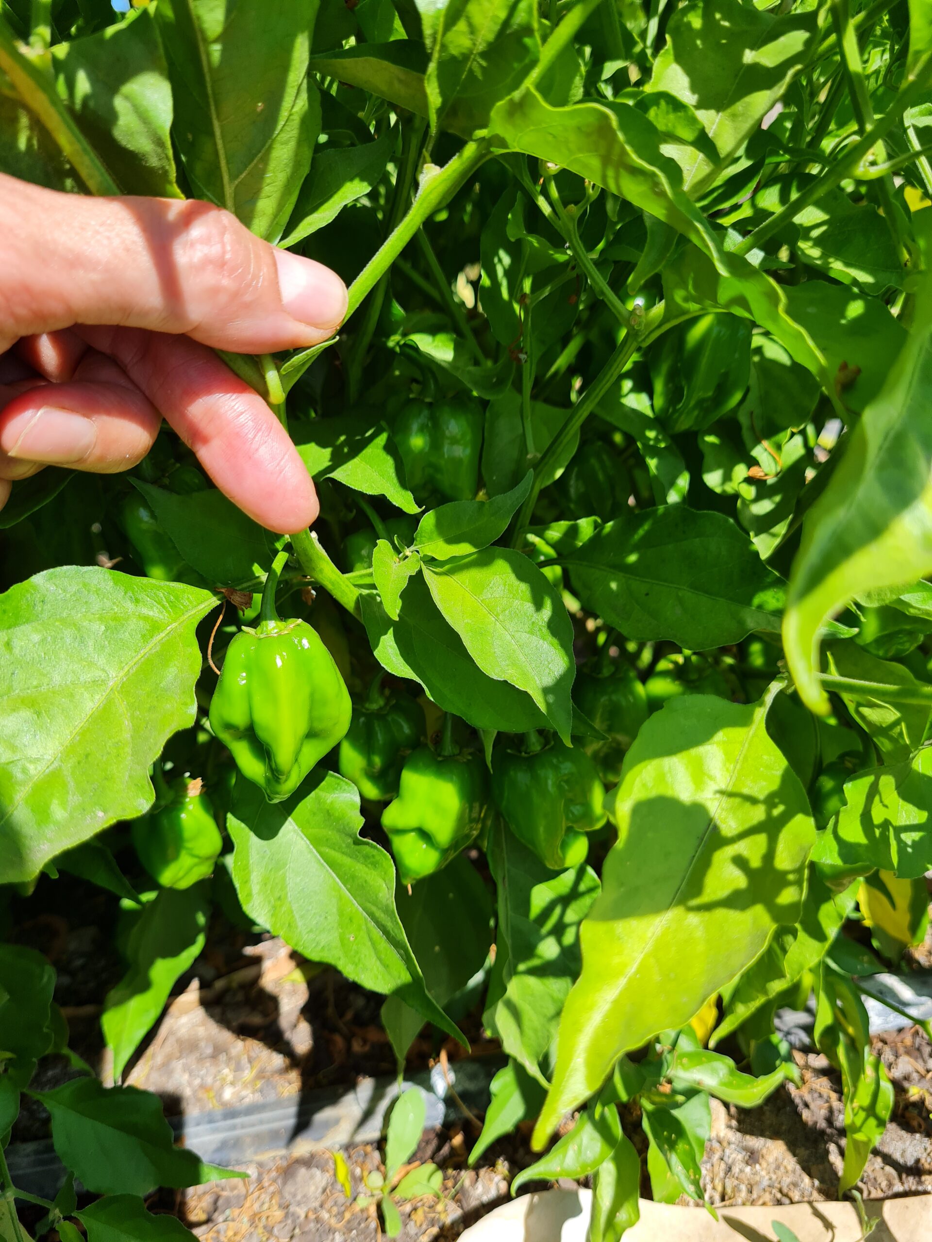 Semilla Aji Habanero Semilla Aji Habanero - Imagen 3