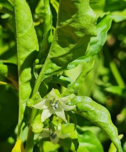 Alternative view of Semilla Aji Habanero