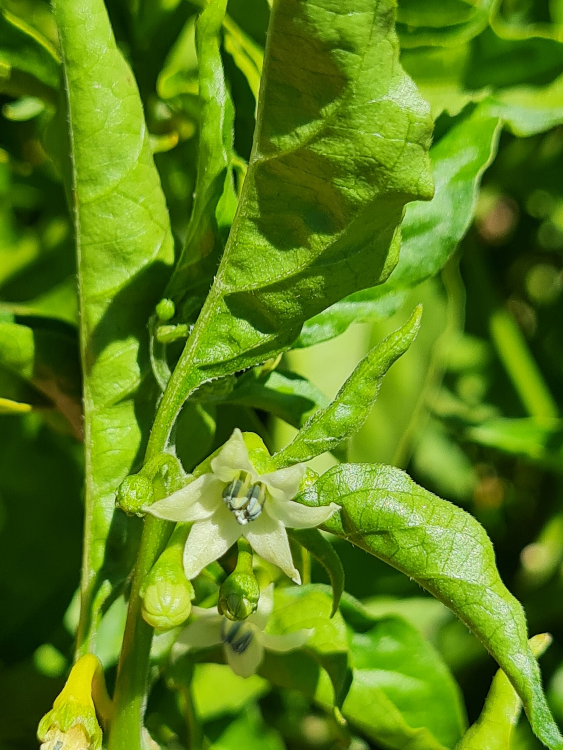Semilla Aji Habanero Semilla Aji Habanero - Imagen 2