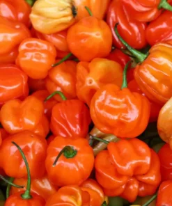 Semilla Aji Habanero