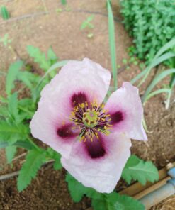 Semilla Amapola Lila