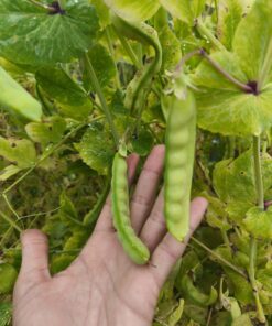 Semilla Arveja de Guia Mix