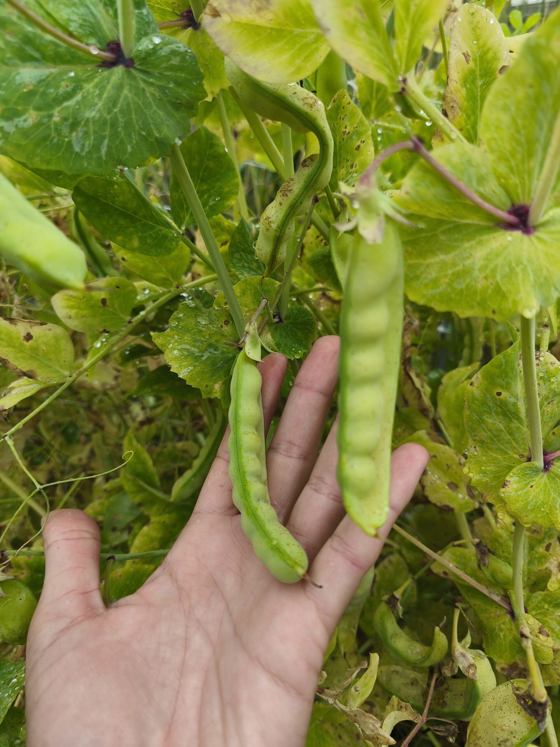 Semilla Arveja de Guia Mix Semilla Arveja de Guia Mix