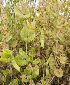 Semilla Arveja de Guia Mix Arveja de Guia 2