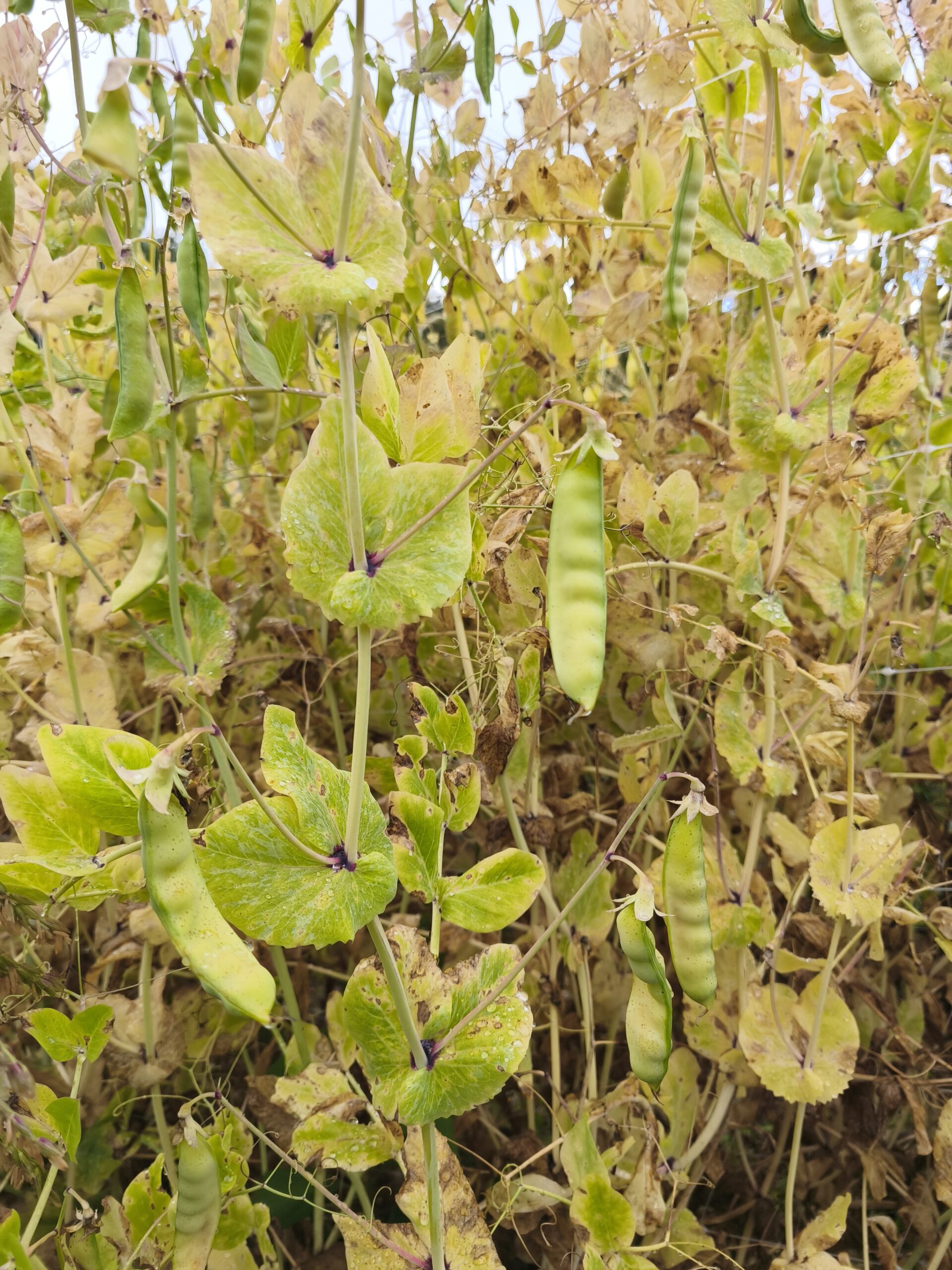 Semilla Arveja de Guia Mix Semilla Arveja de Guia Mix - Imagen 3