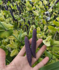 Alternative view of Semilla Arveja de Guia Mix