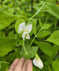 Semilla Arveja de Guia Mix Arveja de Guia 4