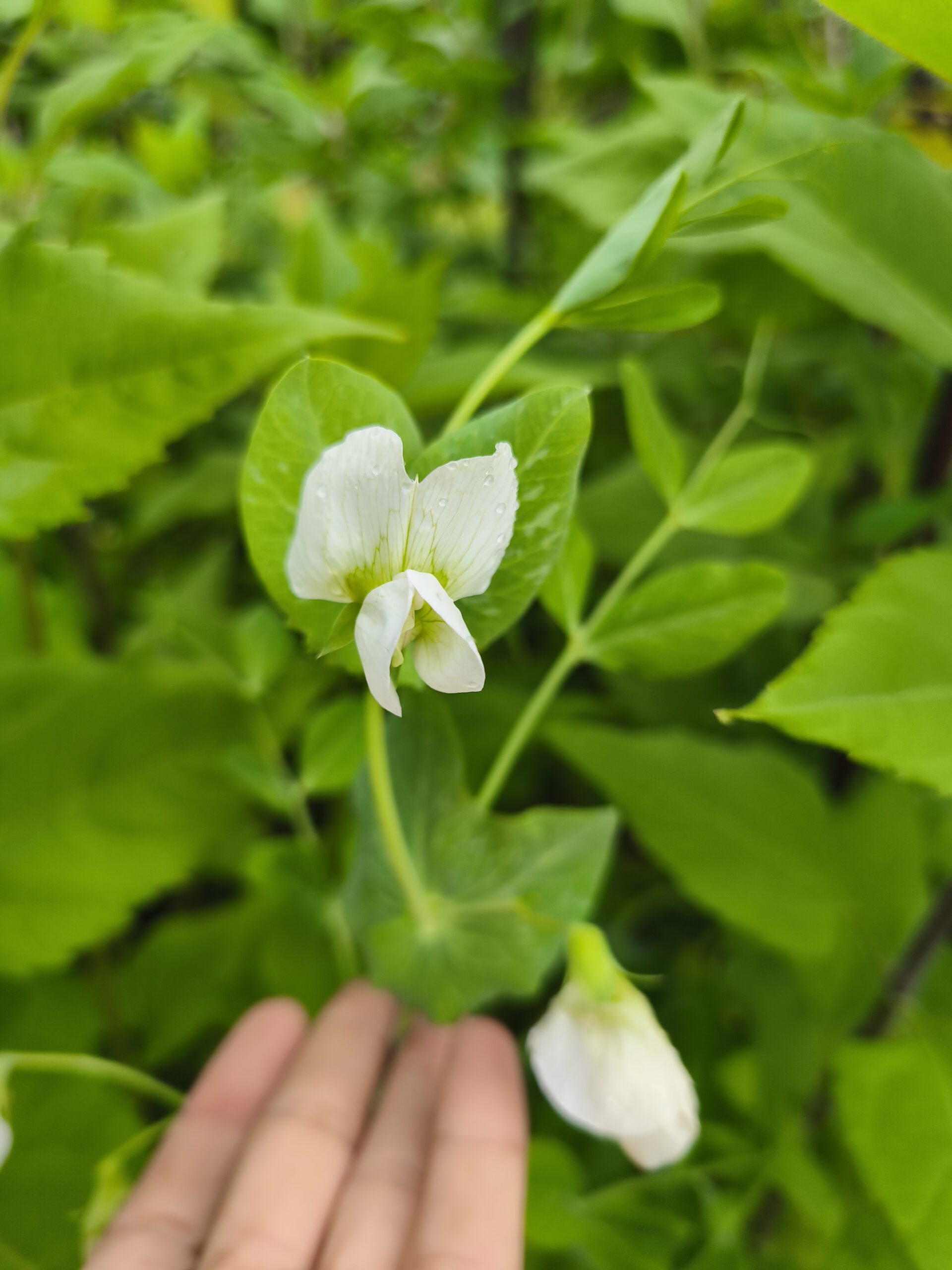 Semilla Arveja de Guia Mix Semilla Arveja de Guia Mix - Imagen 4