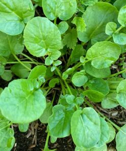 Semilla Berro de Tierra