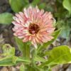 Semilla Calendula Frutilla