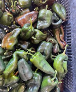 Alternative view of Semilla Chile Poblano