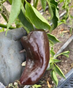 Semilla Chile Poblano