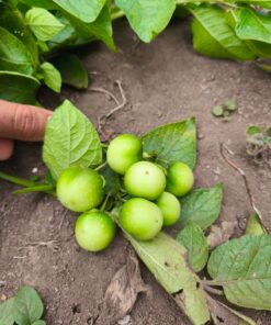 Semilla Papa Pukara Papa Pukara 1