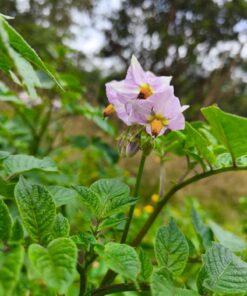 Semilla Papa Pukara Papa Pukara 2