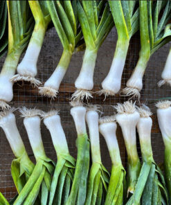 Semilla Puerro Carentan