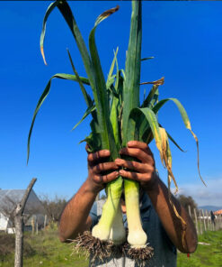 Alternative view of Semilla Puerro Carentan