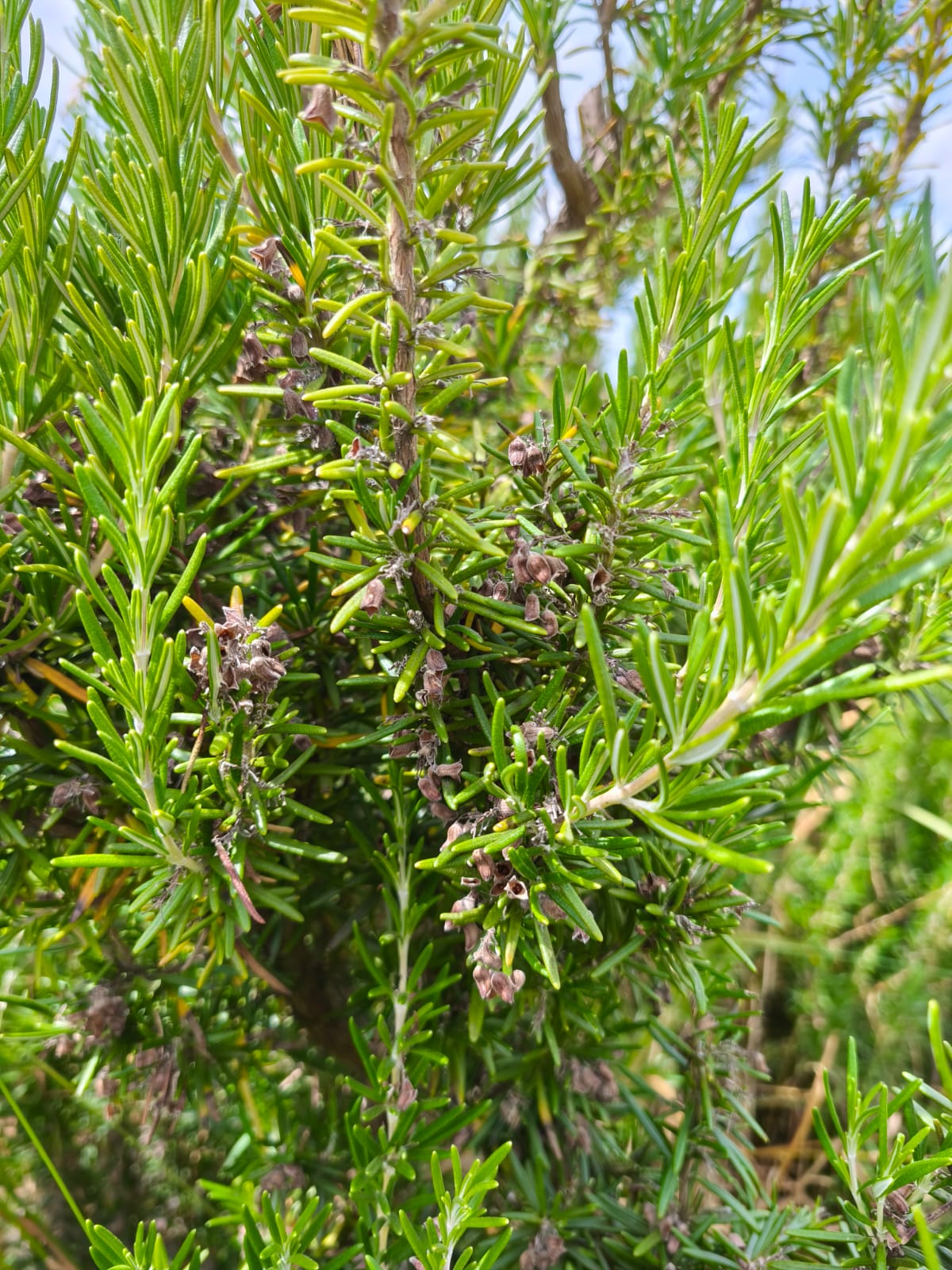 Semilla Romero Semilla Romero