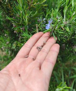Alternative view of Semilla Romero