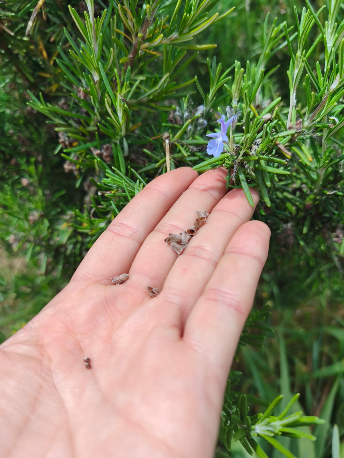 Semilla Romero Semilla Romero - Imagen 2