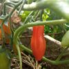 Semilla Tomate Aji Rojo Tomate Aji Rojo 1