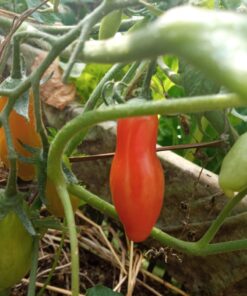Semilla Tomate Aji Rojo
