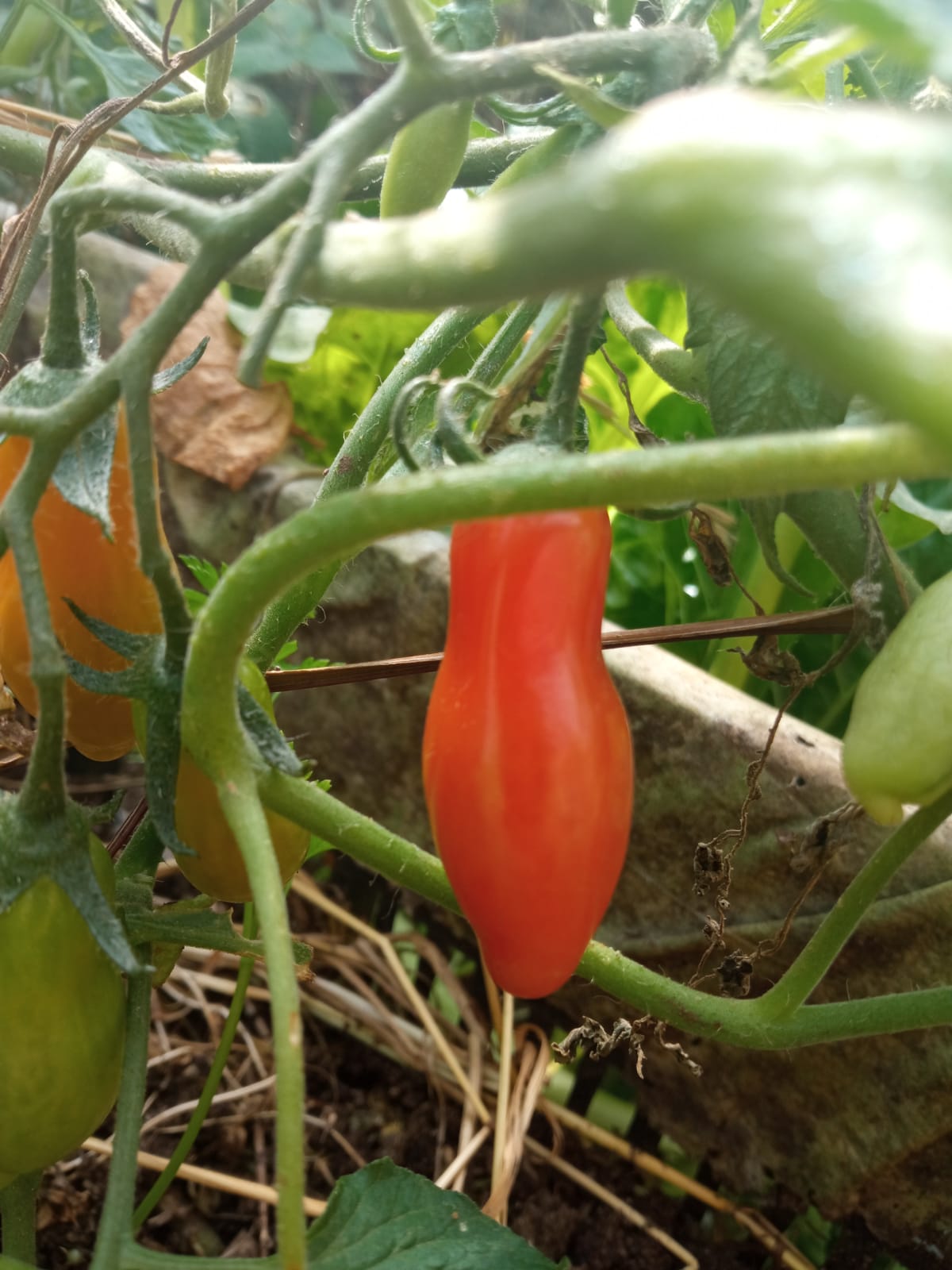 Semilla Tomate Aji Rojo Semilla Tomate Aji Rojo
