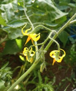 Alternative view of Semilla Tomate Aji Rojo