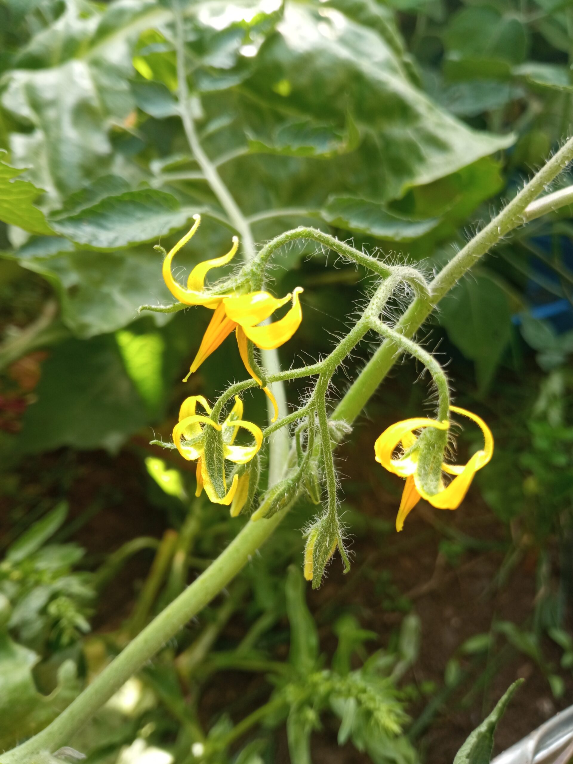 Semilla Tomate Aji Rojo Semilla Tomate Aji Rojo - Imagen 2