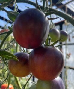 Semilla Tomate Bosque Azul