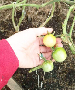 Alternative view of Semilla Tomate Cherry Morron Blanco
