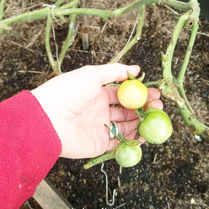 Semilla Tomate Cherry Morron Blanco Semilla Tomate Cherry Morron Blanco - Imagen 2