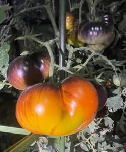 Semilla Tomate Star Roloise