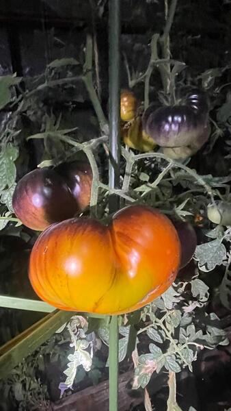 Semilla Tomate Star Roloise Semilla Tomate Star Roloise