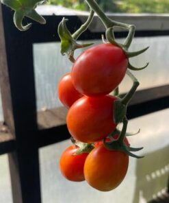 Semilla Tomate Sweet Candy