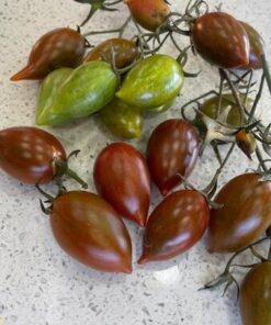 Semilla Tomate Tamarindo Multicolor