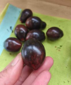 Semilla Tomate Teclas Negras