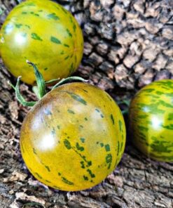 Semilla Tomate Tigger Pillan