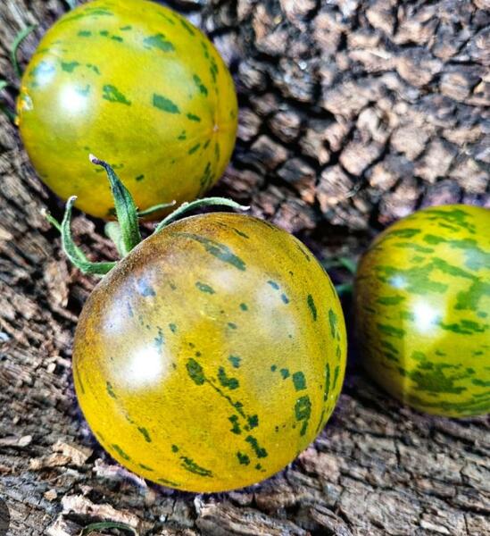 Semilla Tomate Tigger Pillan Semilla Tomate Tigger Pillan