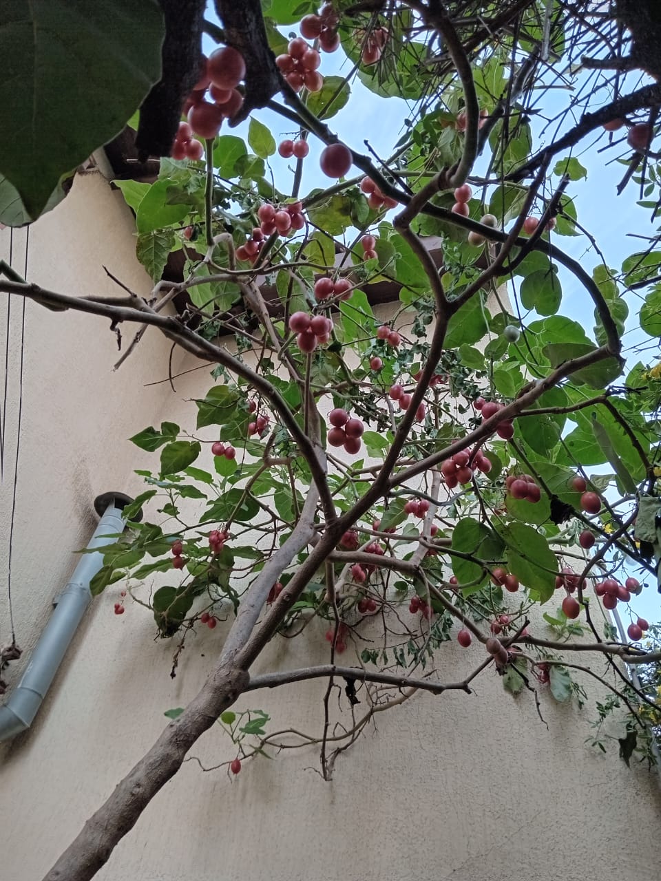 Semilla Tomate de Arbol Semilla Tomate de Arbol