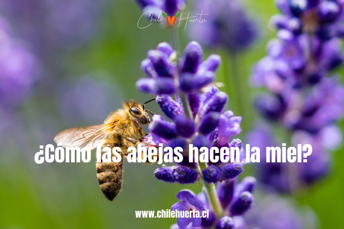 ¿Cómo las abejas hacen la miel? ¿Como las abejas hacen la miel
