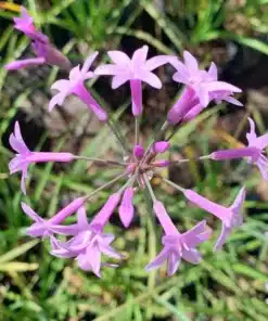 Alternative view of Planta de Tulbaghia