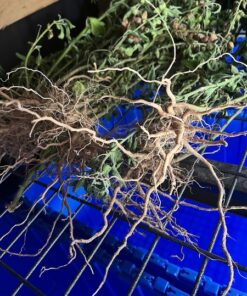 Semilla Ashwagandha Ashwagandha 1