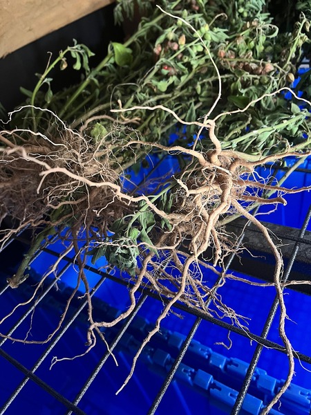 Semilla Ashwagandha Semilla Ashwagandha - Imagen 2